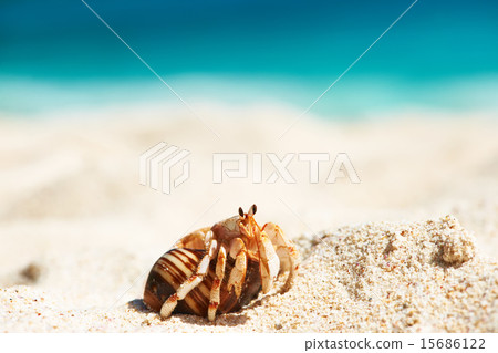 Hermit crab at beach 15686122