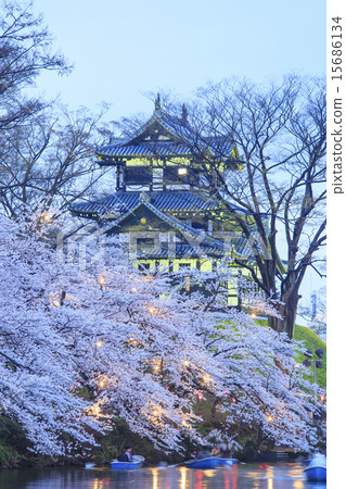 高田城和櫻花點亮了新潟縣上越市 15686134