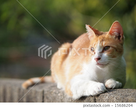 在牆壁上的離群貓 15686204