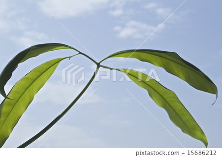 Houseplant Philodendron · Goeldi Houseplant Philodendron · Goeldi 15686212