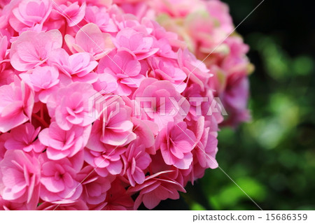 Hydrangea chikushi ruby (hydrangea from Fukuoka prefecture) 15686359