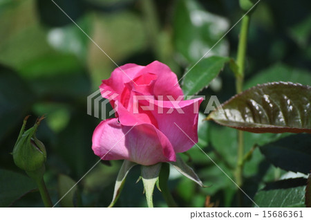 Manuu Meian blooms off 15686361