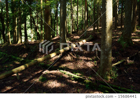 Sunlight filtering through the trees Kyoto City 15686441