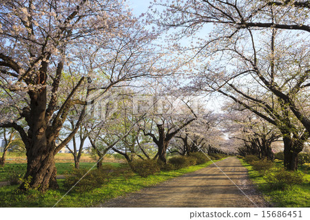 Kitakami Exhibition Kitakami-shi, Kami-shi, Iwate prefecture Kitakami Exhibition Kitakami-shi, Kami-shi, Iwate prefecture 15686451