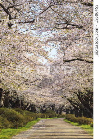 Kitakami Exhibition Kitakami-shi, Kami-shi, Iwate prefecture 15686455