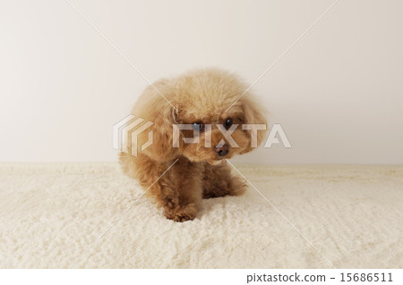 鬼鬼祟祟的玩具貴賓犬 15686511