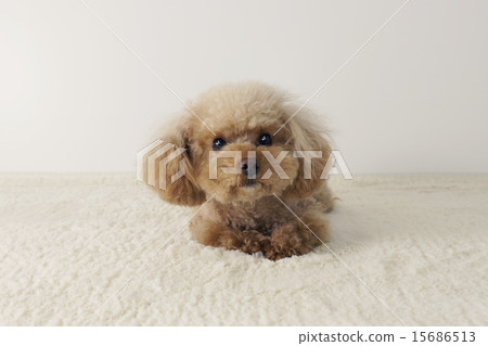 漂浮的玩具貴賓犬 15686513