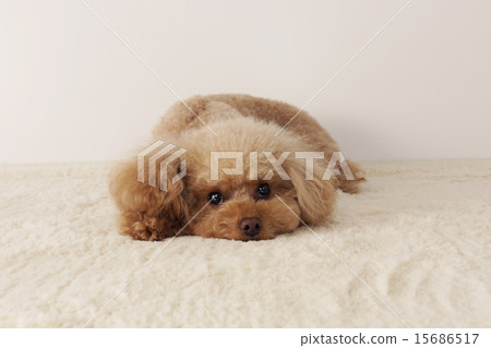 玩具獅子狗超出權力 15686517