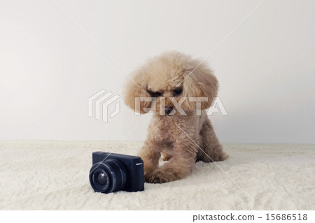 玩具獅子狗觀看的照相機 15686518