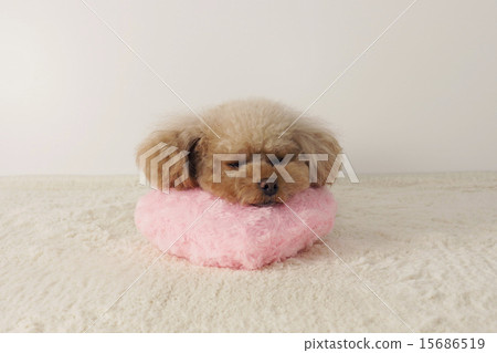 A nap with a cushion 15686519