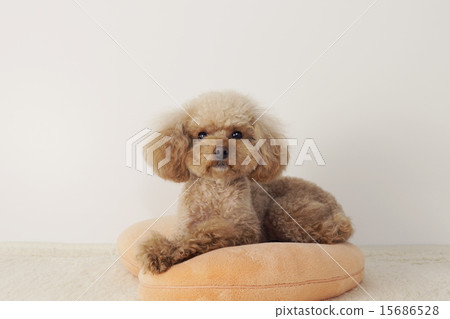 Toy poodle with camera view 15686528