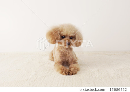 思維玩具貴賓犬 15686532