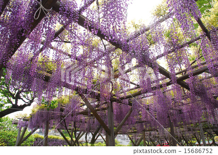Kameido Tenjin · Wisteria 15686752