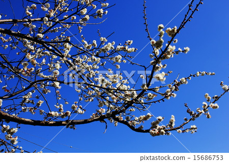 Plum blossoms clear sky blue background 15686753