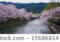 Cherry blossoms along the Kyoto Okazaki canal 15686814