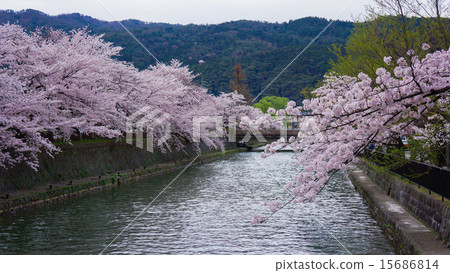Cherry blossoms along the Kyoto Okazaki canal 15686814