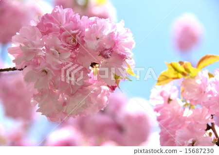 Edo style Edo style 15687230