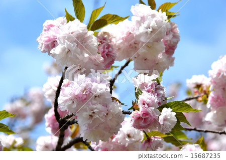 Manoga Manoga 15687235