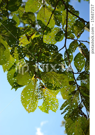 Harnile leaves eaten by insects 15687257