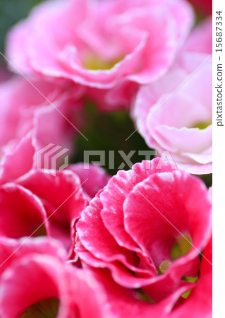 Primula Julian 15687334
