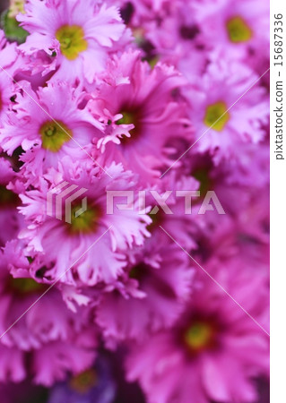Primula 15687336