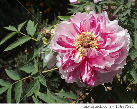 牡丹·圖像（9） 15687585