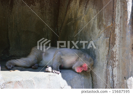 猴子在福岡市動物園 15687595