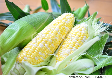 Kankan Musume Kankan Musume 15687956