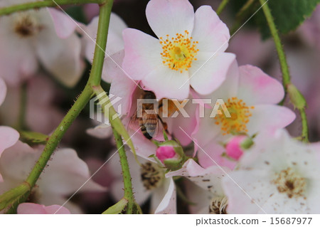 蜜蜂和玫瑰 15687977