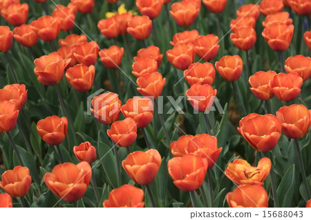 A good tulip A good tulip 15688043