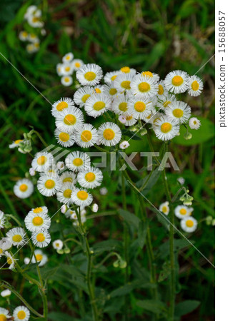 Plants: Haruziion Chrysanthemum Plants: Haruziion Chrysanthemum 15688057