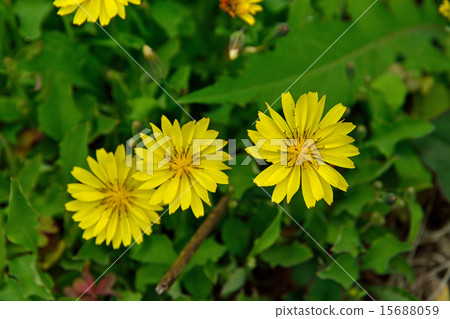 Plant: Odicobaricaceae Plant: Odicobaricaceae 15688059