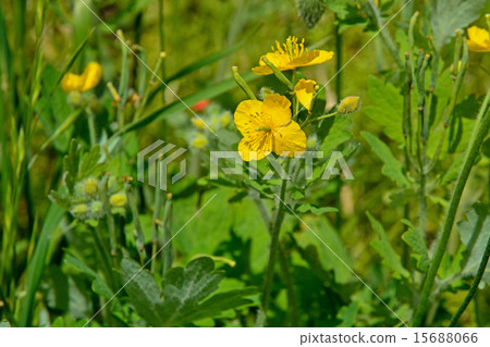 植物:飛蝨 植物:飛蝨 15688066