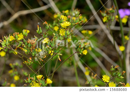 Plant: Onita Birako, Asteraceae Plant: Onita Birako, Asteraceae 15688080