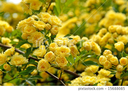 Tree: Lady Banks' rose, Rosaceae Tree: Lady Banks' rose, Rosaceae 15688085