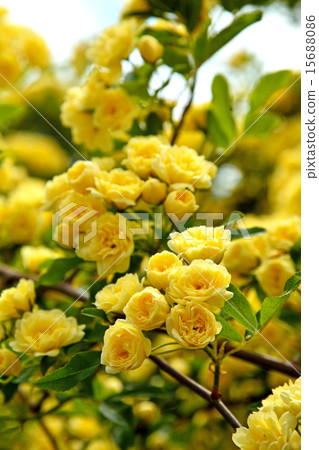 Tree: Lady Banks' rose, Rosaceae 15688086