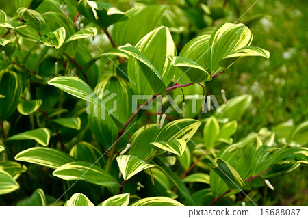 Plant: Amadocolo family Plant: Amadocolo family 15688087