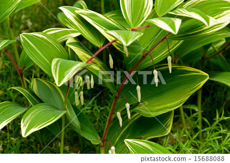 植物:Amadocolo家族 植物:Amadocolo家族 15688088