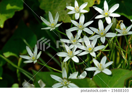 Plant: Oohuana lily 15688103