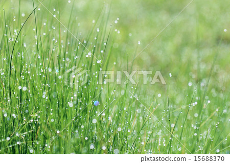 野草和早晨露水 野草和早晨露水 15688370