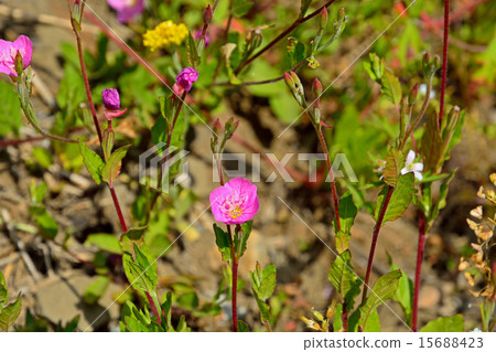 Plants: Akasuna Yuge Grow Plants: Akasuna Yuge Grow 15688423