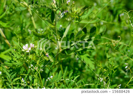 Plant: Pueraria pea 15688426