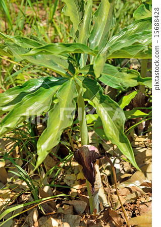 Plants: Lepidoptera 15688428