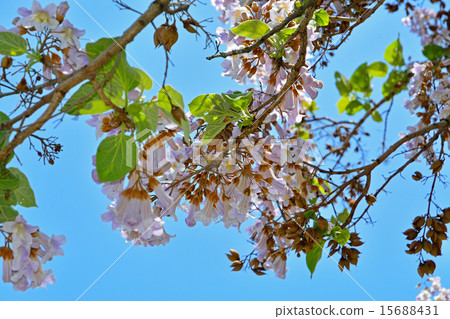 樹：Kiri Gomano Hagyaceae 15688431