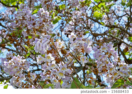 樹：Kiri Gomano Hagyaceae 15688433