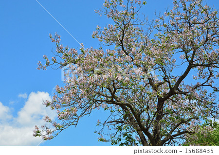 Tree: Kiri Gomano Hagyaceae 15688435