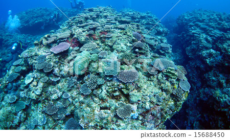 Underwater landscape of Yoron Island Underwater landscape of Yoron Island 15688450