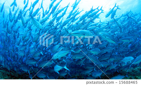 Yoronoshima的Gingame bean 15688465