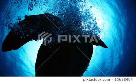 在Yoron島遇到的紅海龜 在Yoron島遇到的紅海龜 15688494