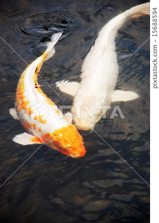 彩色鯉魚 15688594